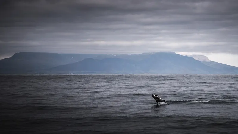 whale watching tour from Reykjavík's Old Harbour